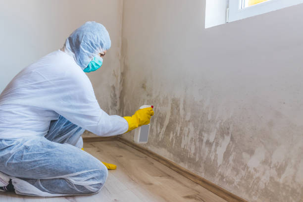 Licensed Black Mold Removal service in Springfield, MN - WQB Mold Removal