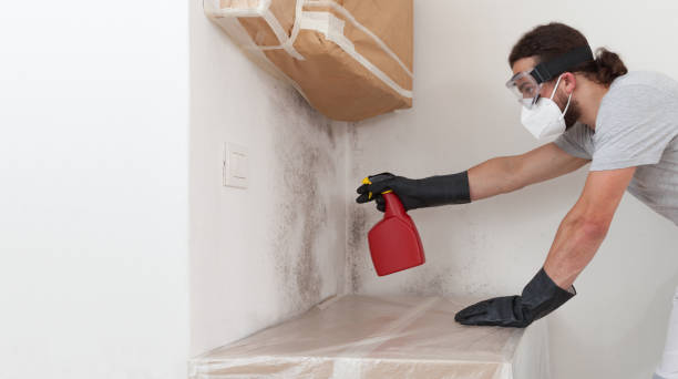 Professional Black Mold Removal technician working in Springfield, MN