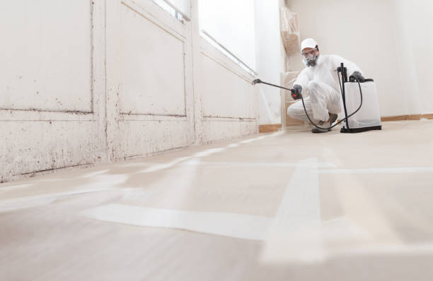 24/7 Emergency Black Mold Removal experts in Springfield, MN