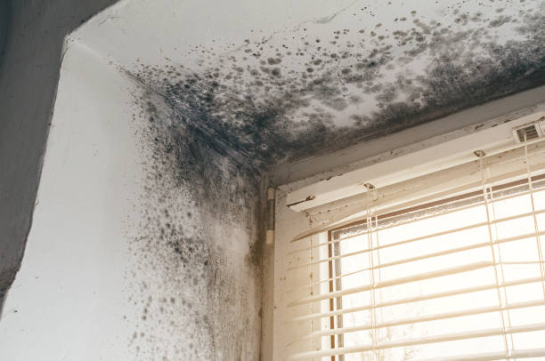 Affordable Black Mold Removal solutions in Springfield, MN